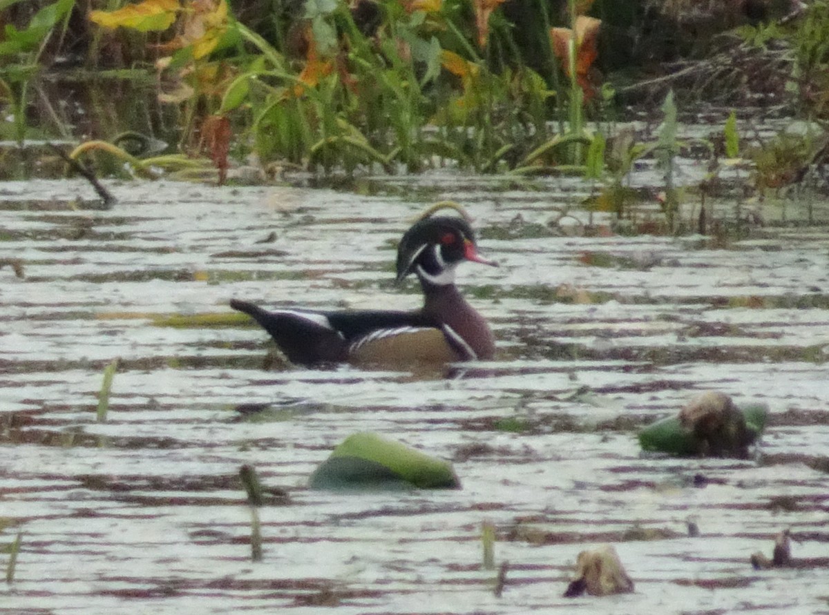 Wood Duck - Colin Marchant
