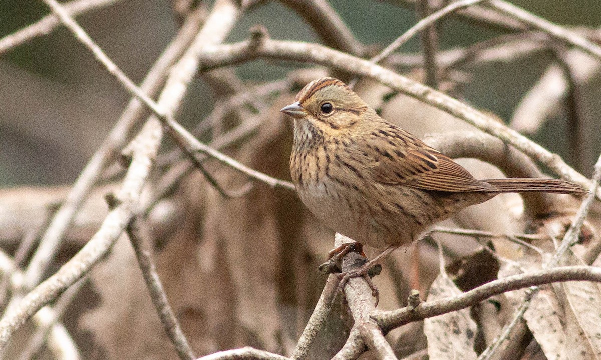 Lincoln's Sparrow - ML117258271