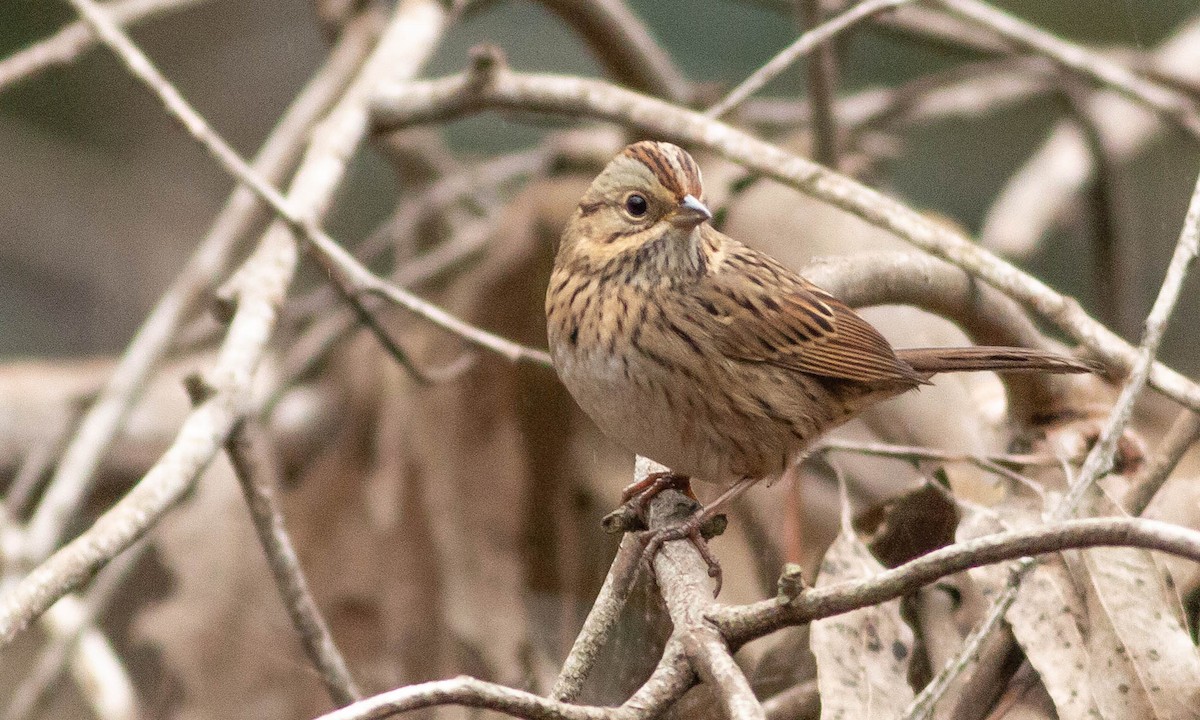 Lincoln's Sparrow - ML117258281