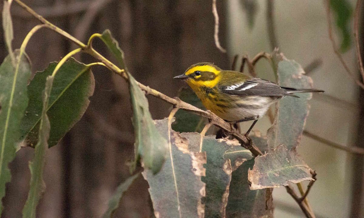 Townsend's Warbler - ML117258441