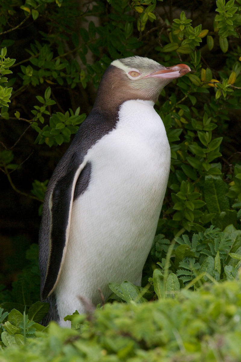 Yellow-eyed Penguin - Robert Tizard