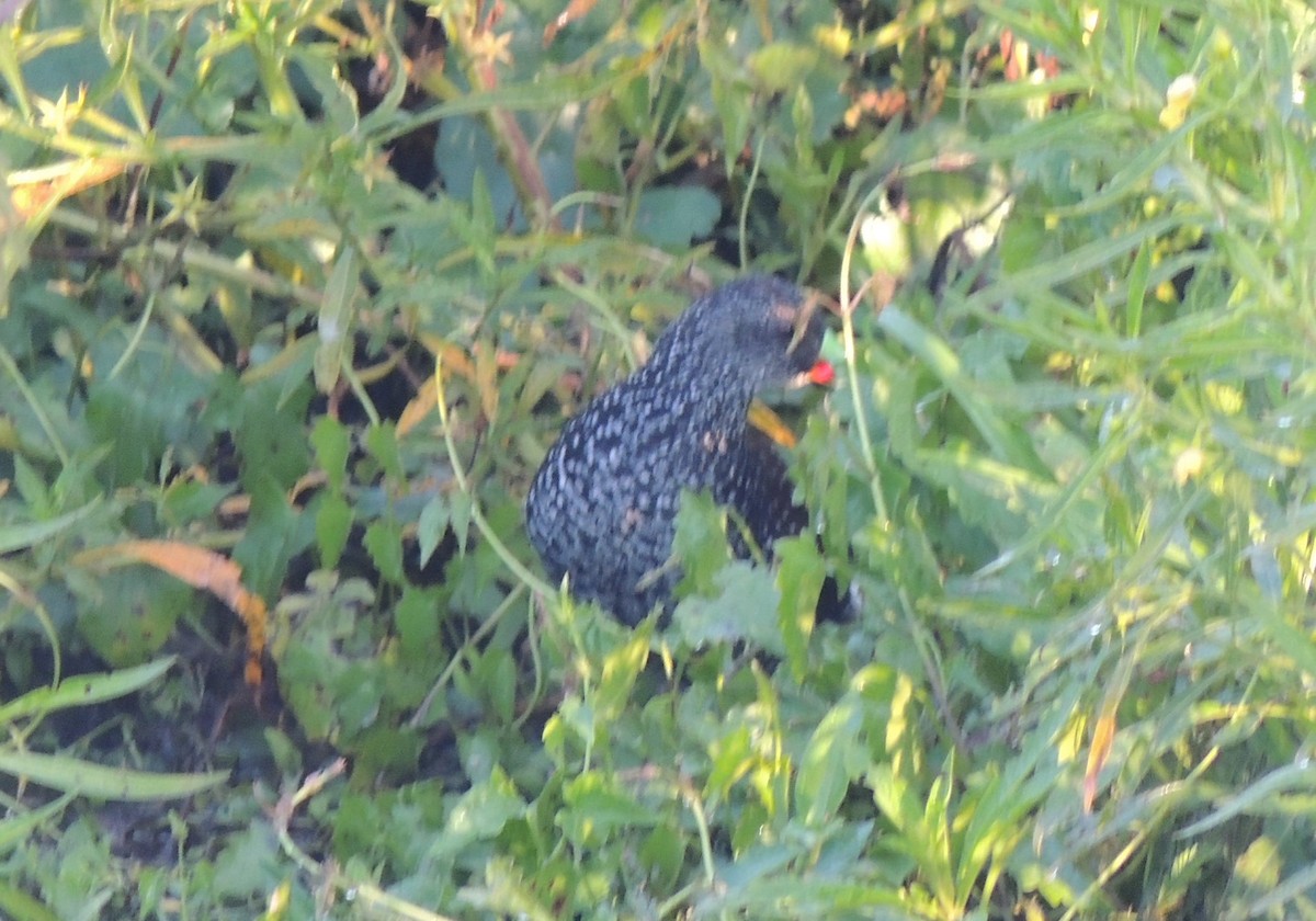 Spotted Rail - ML117261431
