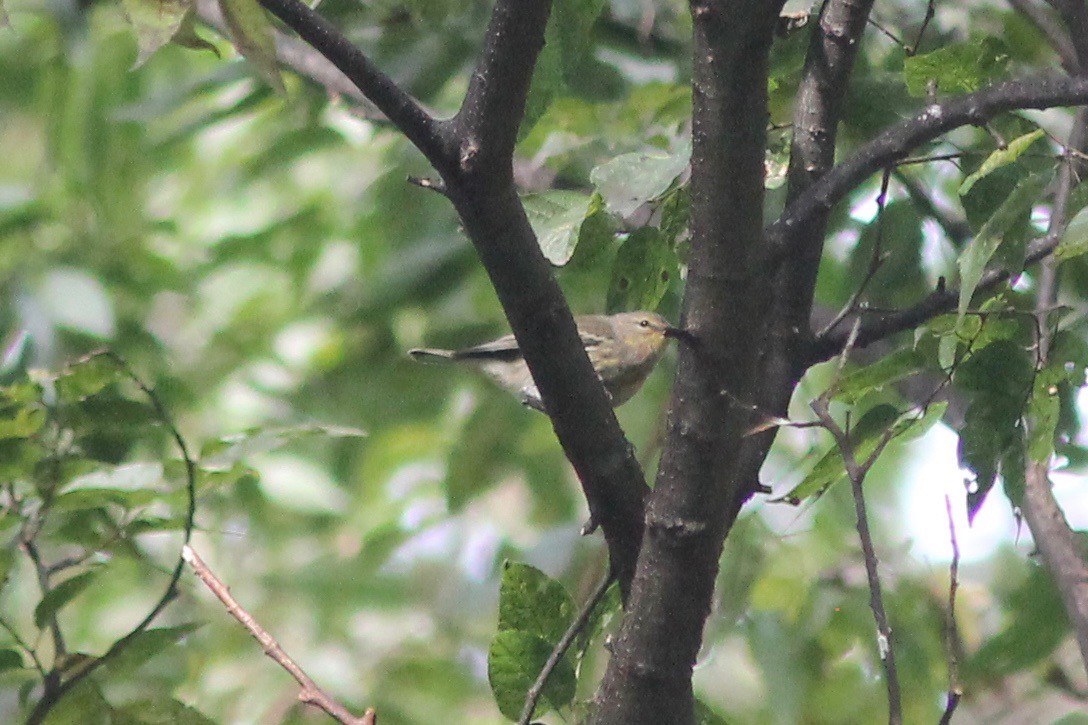 Cape May Warbler - Edward Landi