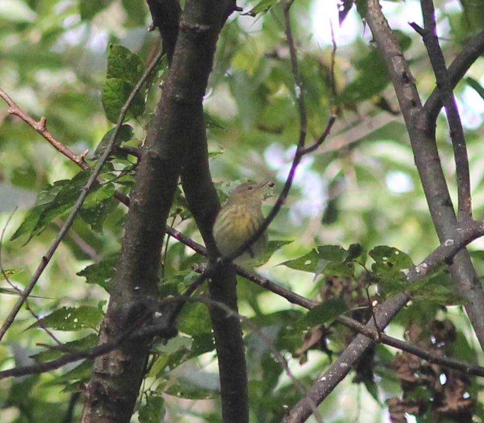 Cape May Warbler - Edward Landi