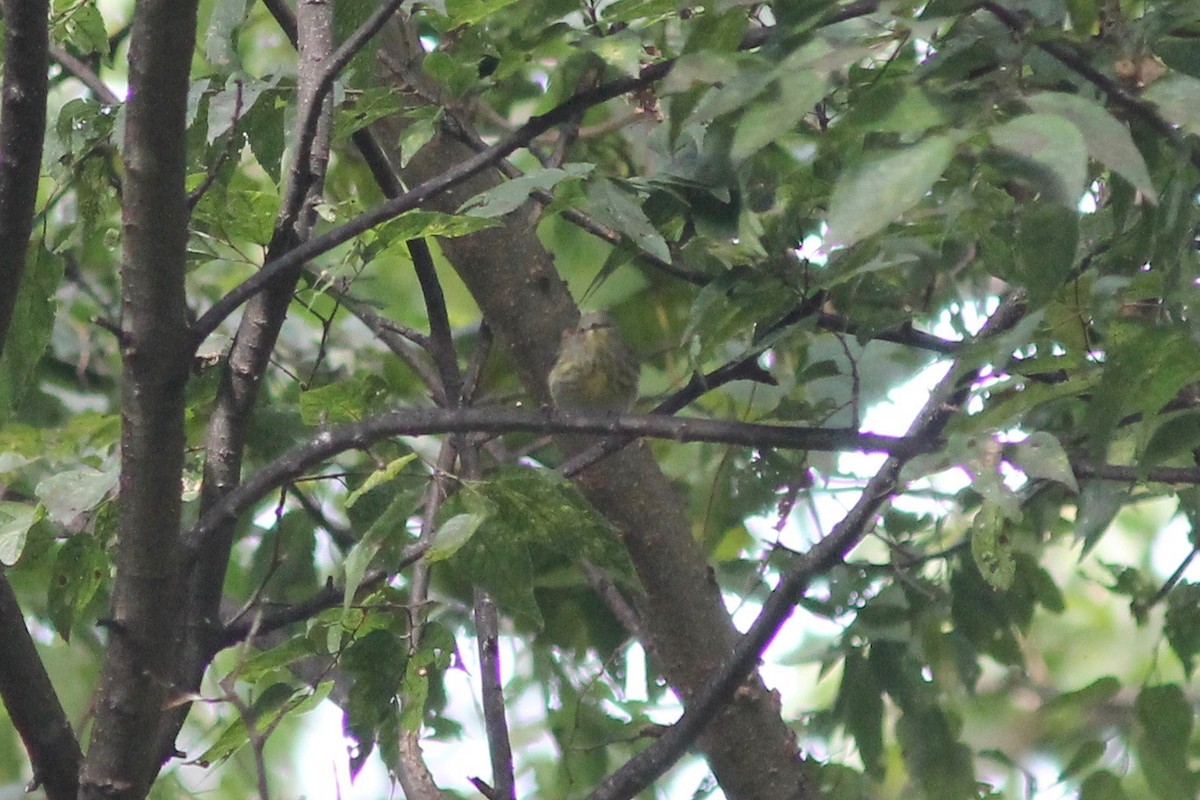 Cape May Warbler - Edward Landi