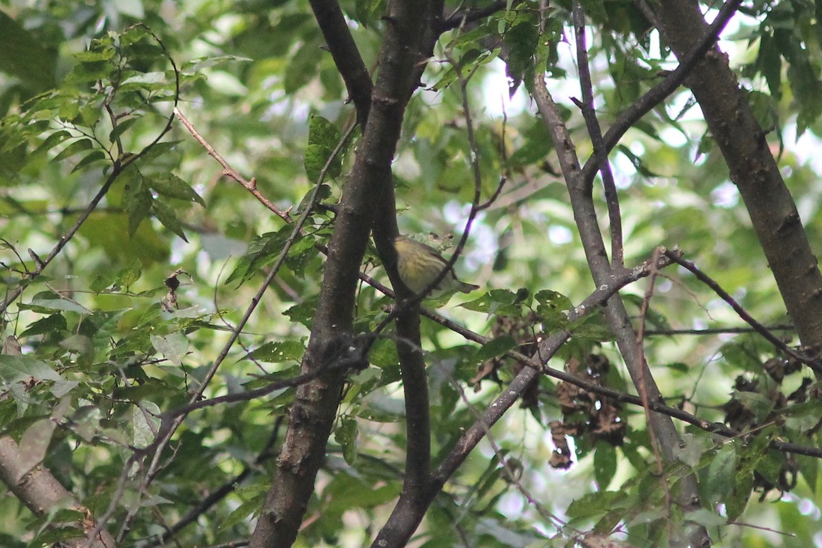 Cape May Warbler - Edward Landi