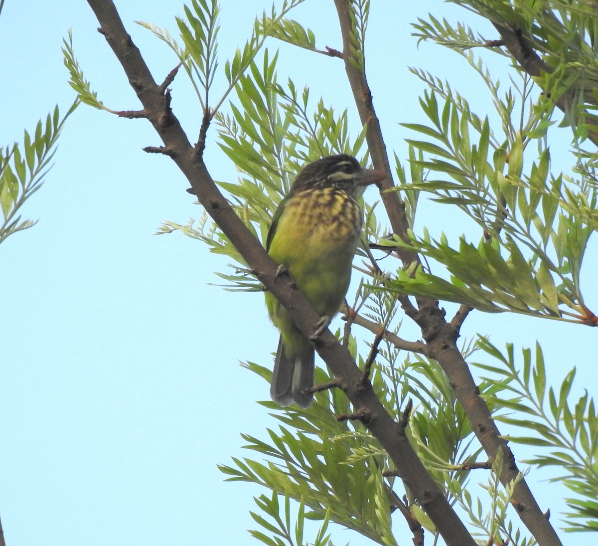 White-cheeked Barbet - ML117265561