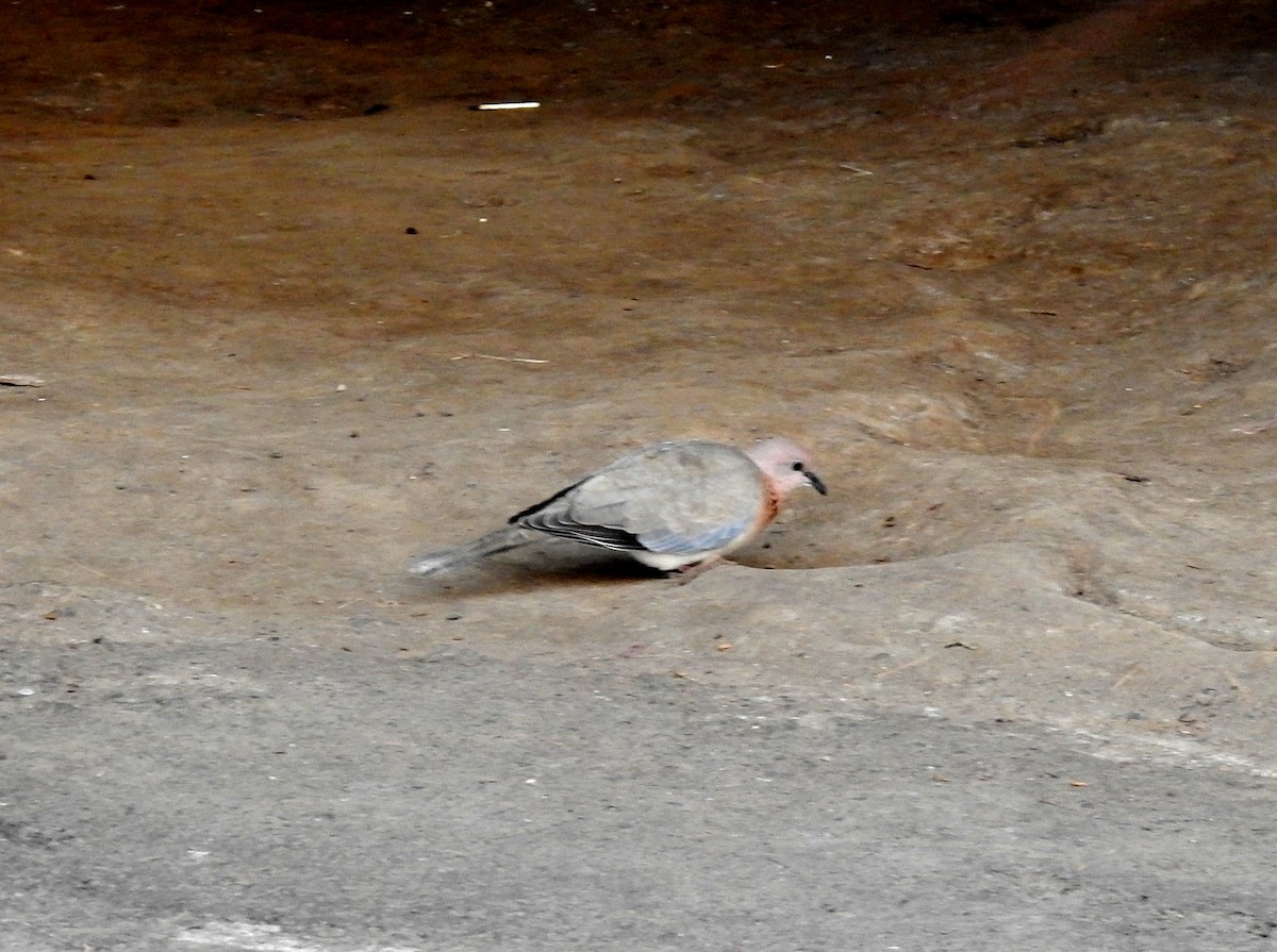 Laughing Dove - ML117265581