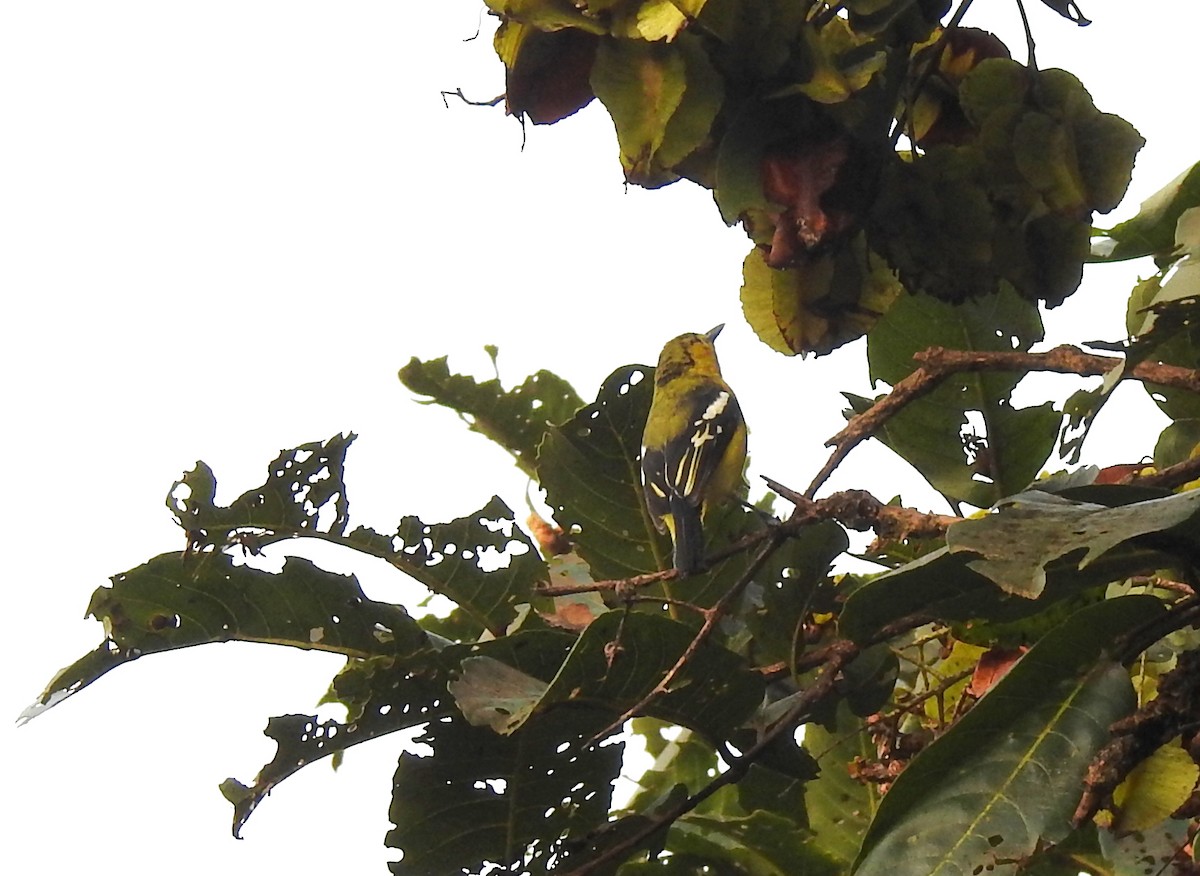 Common Iora - Shivaprakash Adavanne