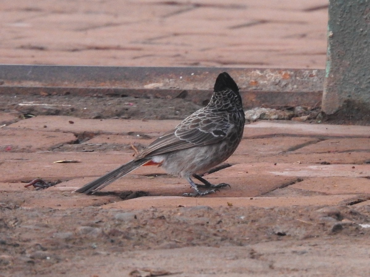 Red-vented Bulbul - ML117265681