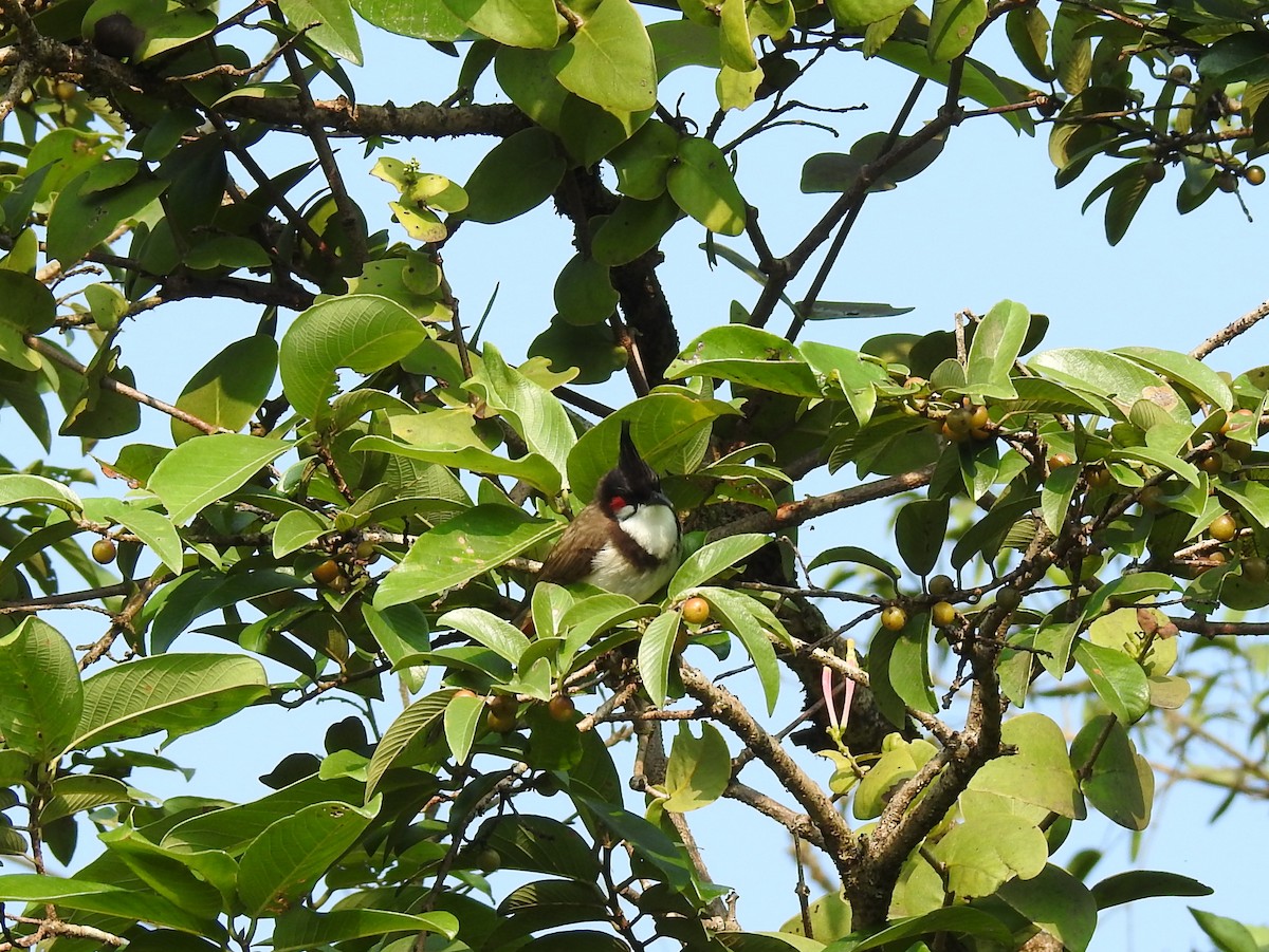 Red-whiskered Bulbul - ML117265921