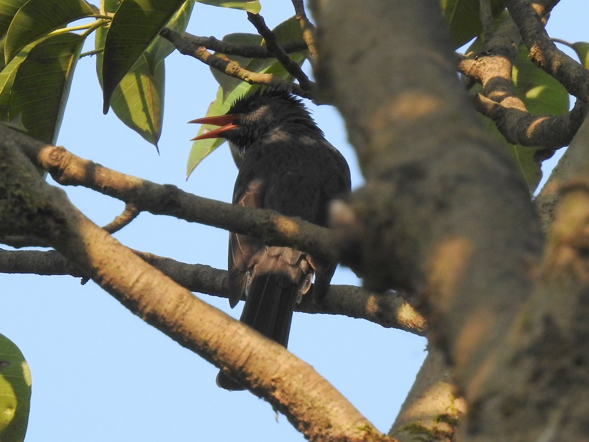 Square-tailed Bulbul - ML117265951