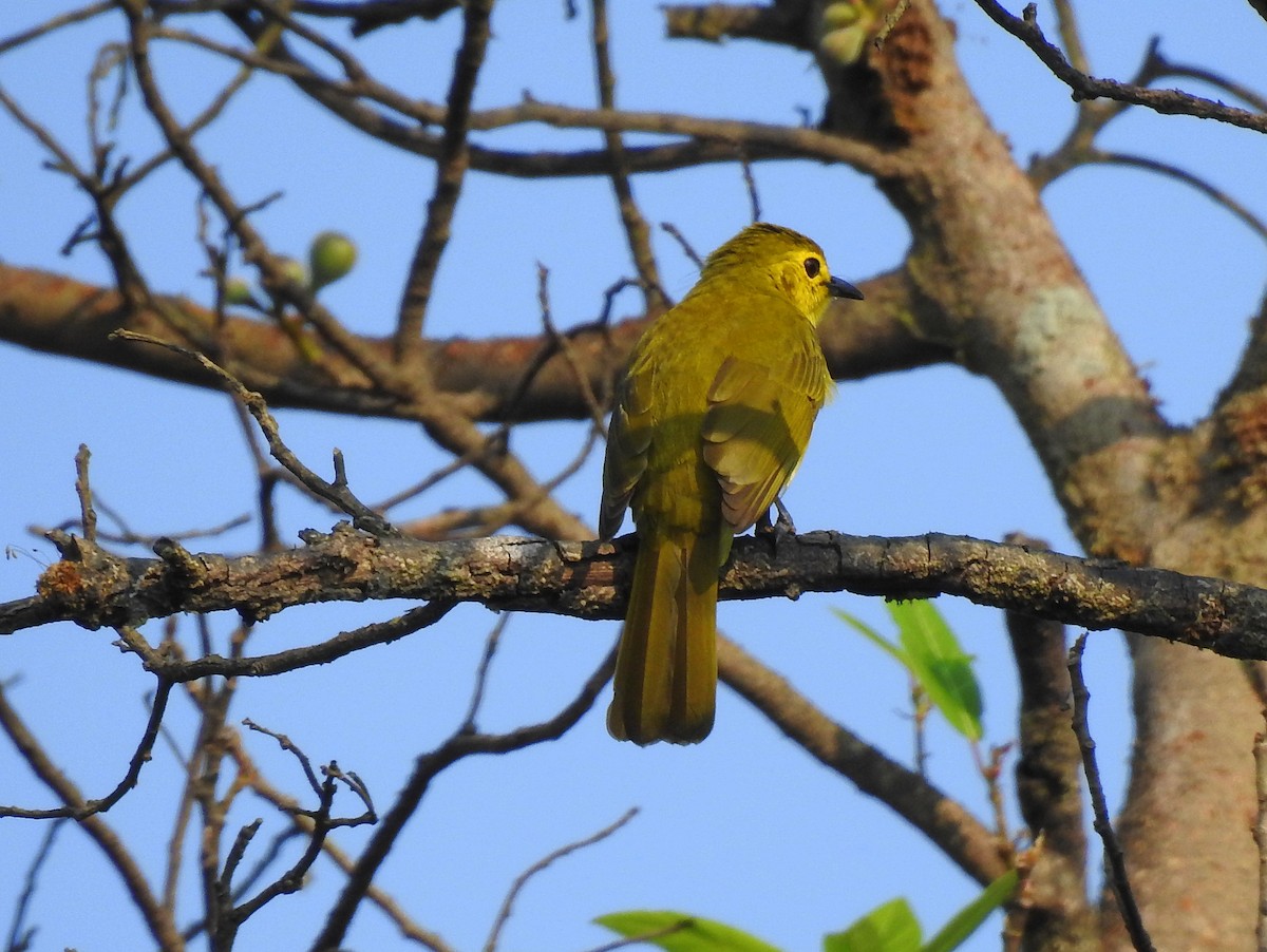 Yellow-browed Bulbul - ML117265971