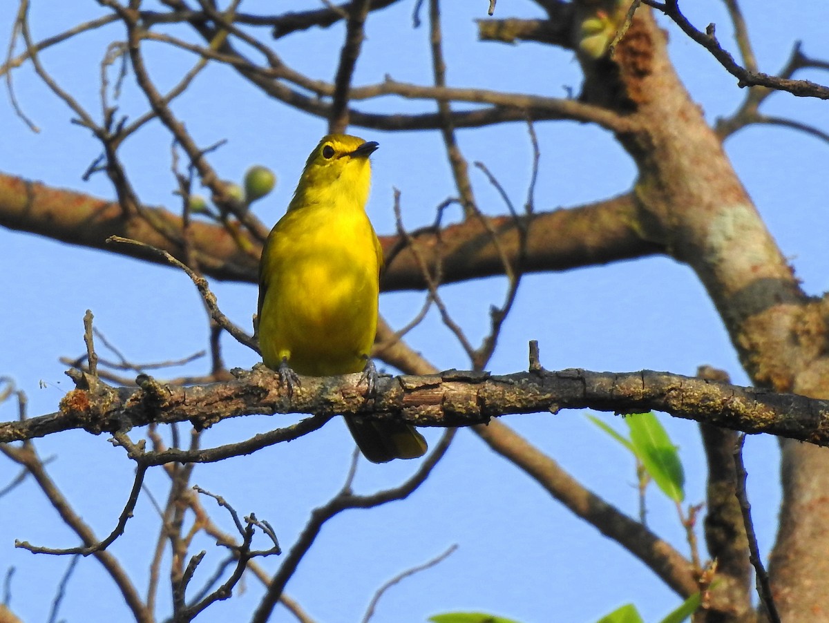 Yellow-browed Bulbul - ML117265991