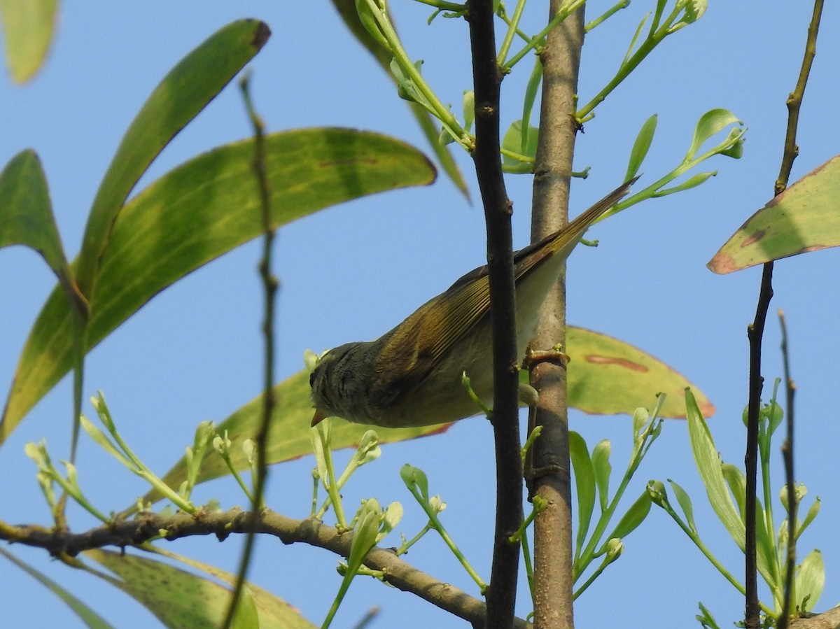 Greenish Warbler - ML117266011