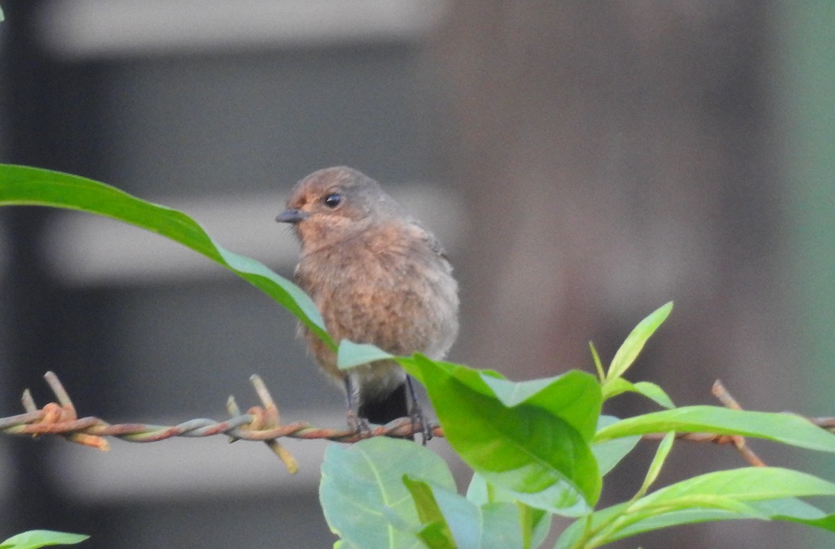 Pied Bushchat - ML117266071