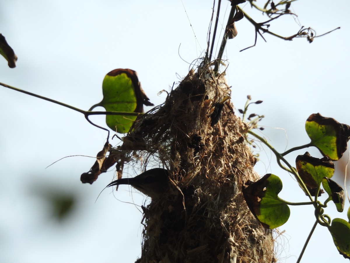 Purple-rumped Sunbird - ML117266121