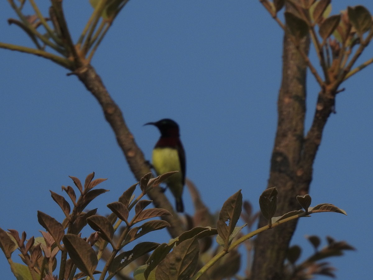 Crimson-backed Sunbird - ML117266131