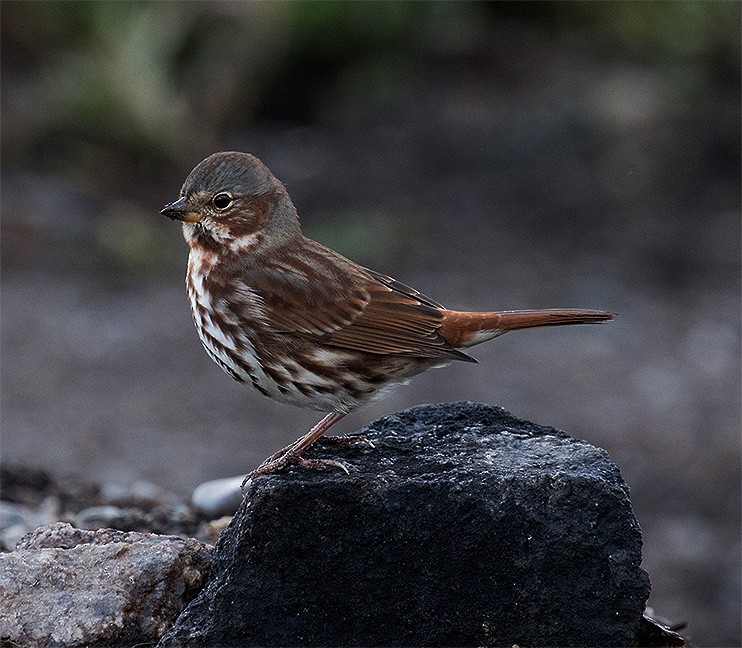 Fox Sparrow (Red) - ML117266631