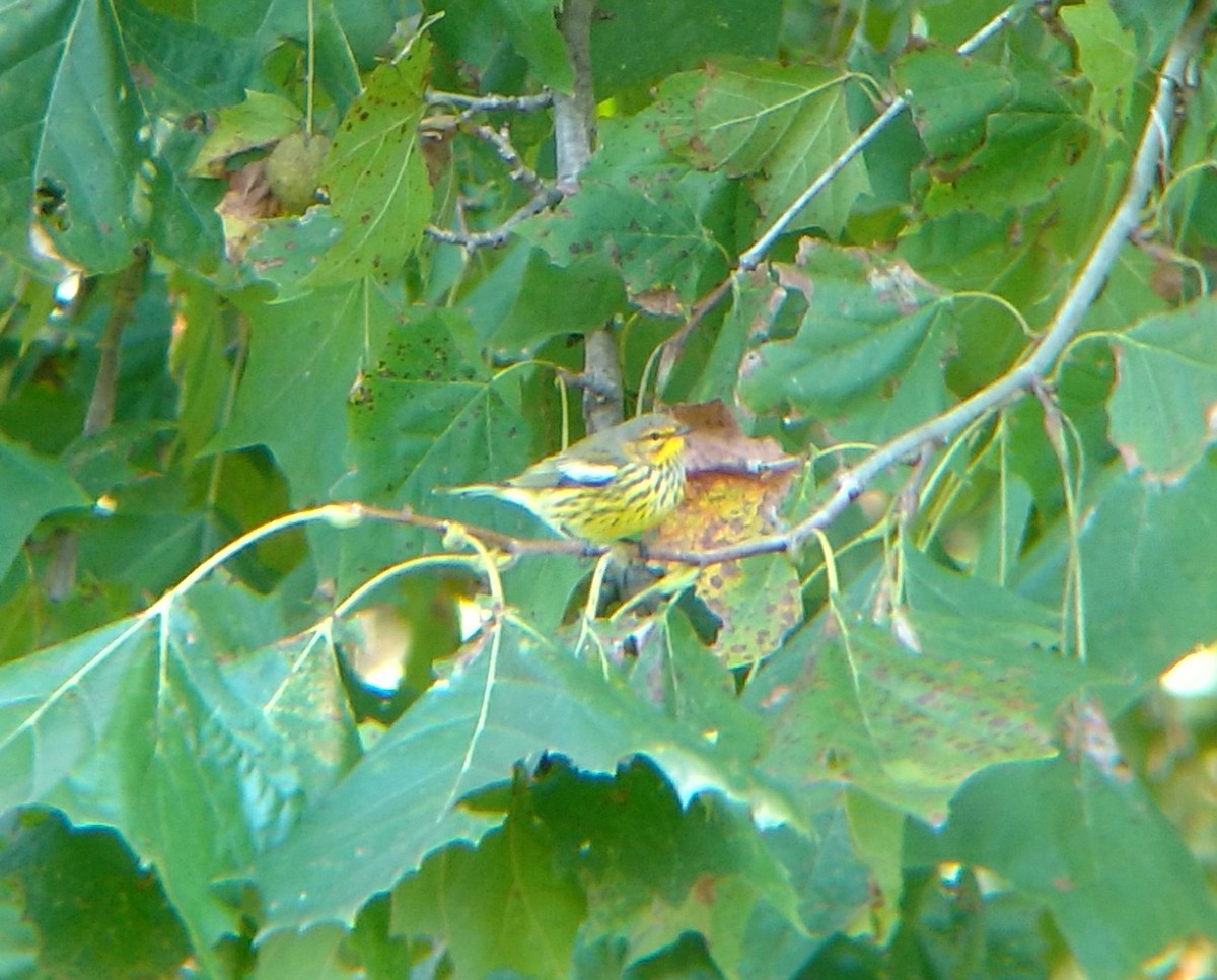 Cape May Warbler - ML117267721