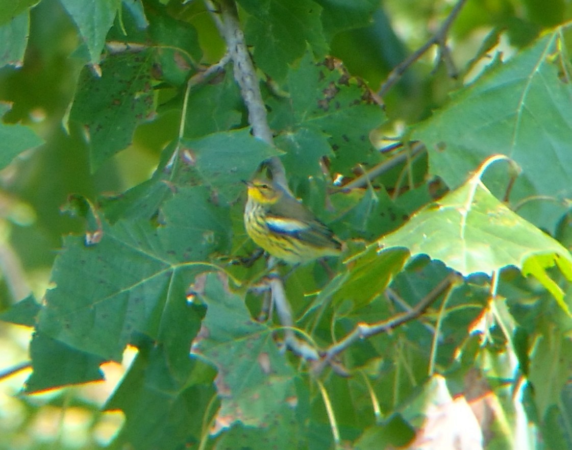 Cape May Warbler - ML117267731