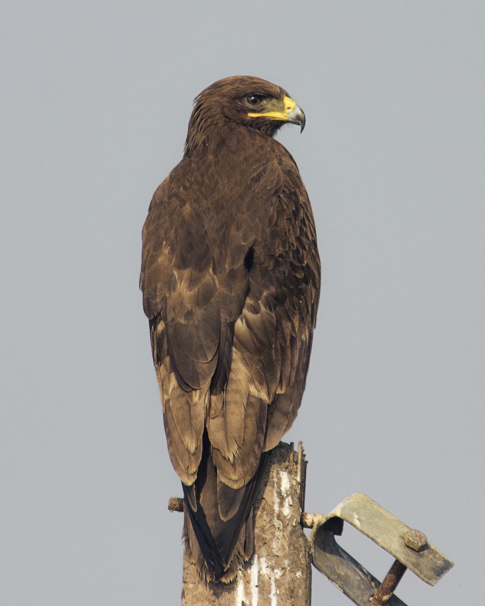 Indian Spotted Eagle - ML117267741