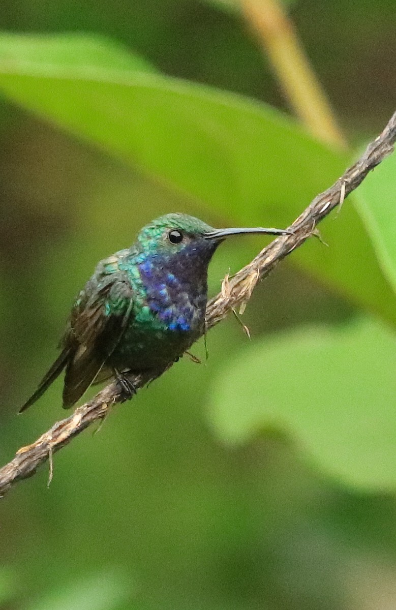 Sapphire-throated Hummingbird - ML117270481