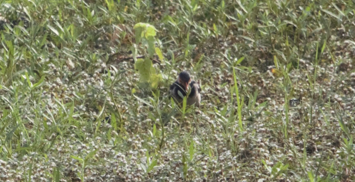 Indian Pied Starling - ML117270801