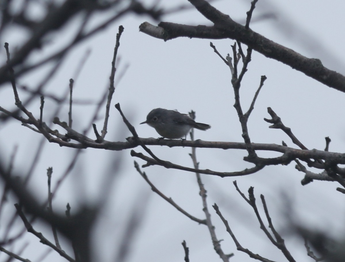 Blue-gray Gnatcatcher - ML117271391