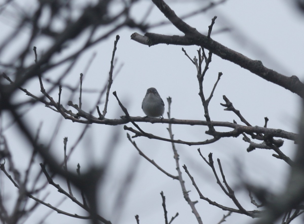 Blue-gray Gnatcatcher - ML117271401