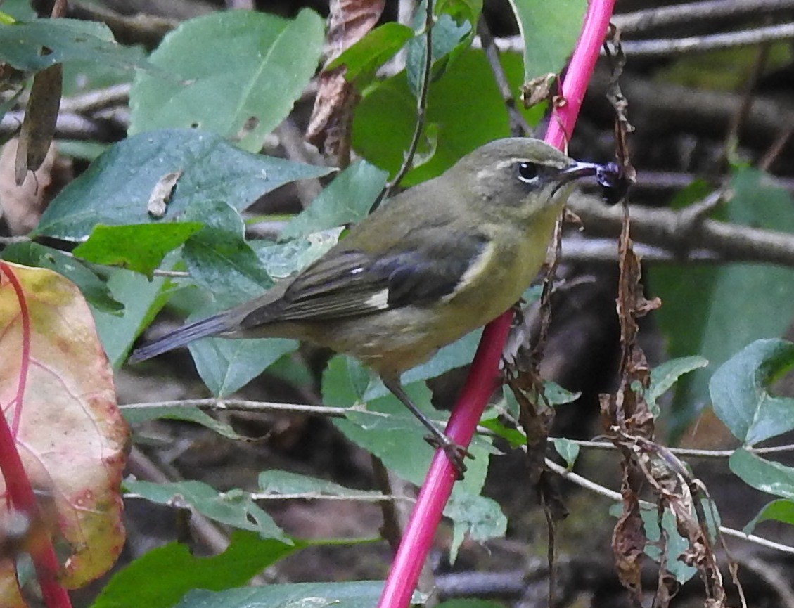 Blaurücken-Waldsänger - ML117273601