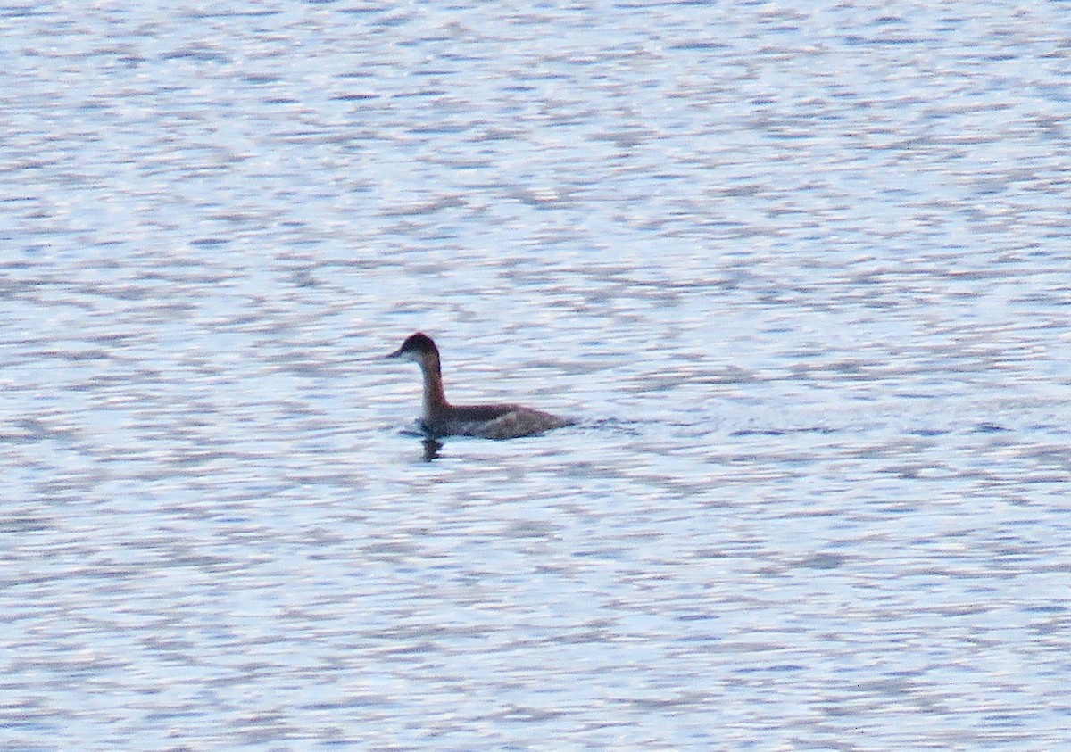 Eared Grebe - Ann Tanner