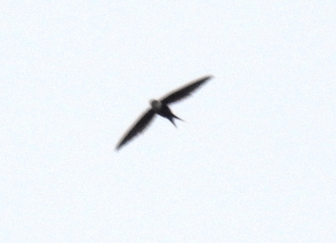 Great Swallow-tailed Swift - ML117274051