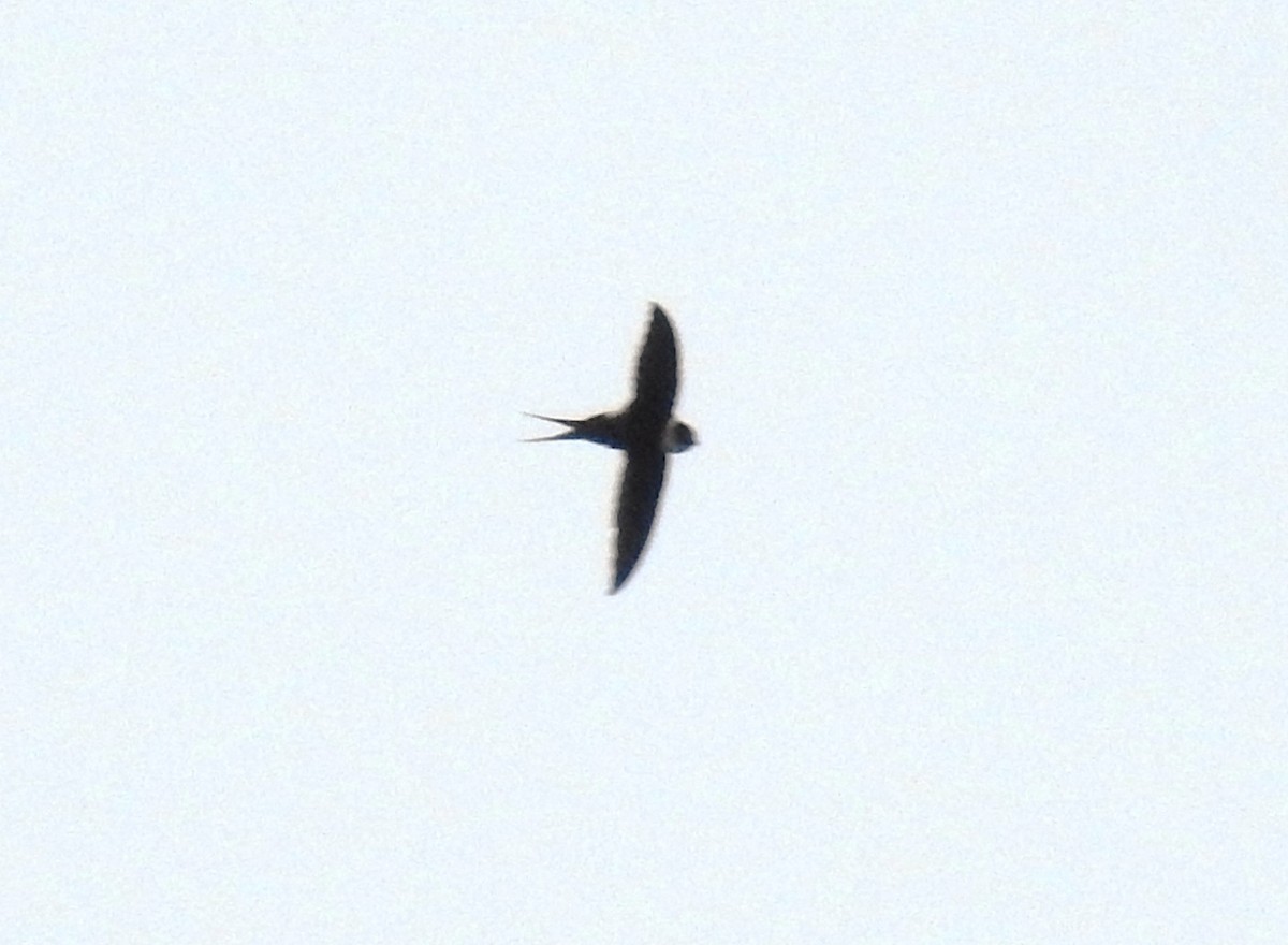 Great Swallow-tailed Swift - ML117274061