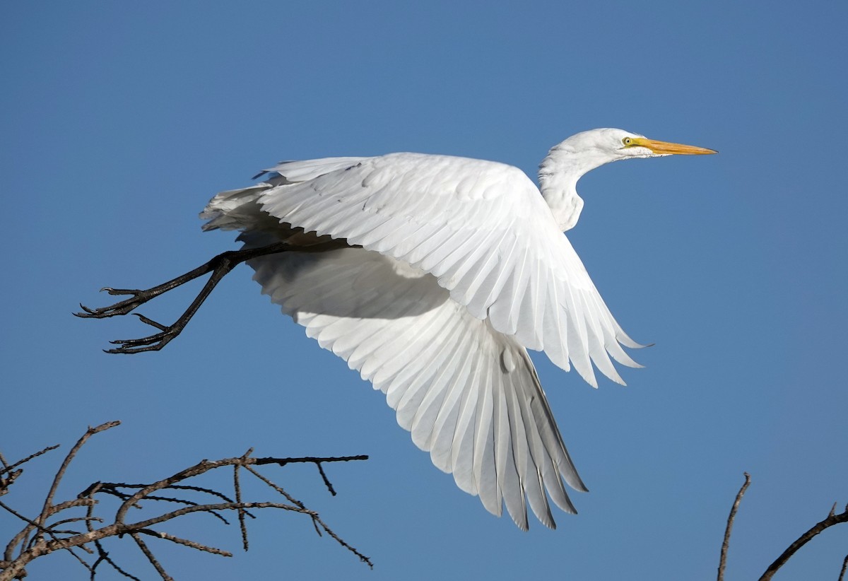 Great Egret - ML117276471