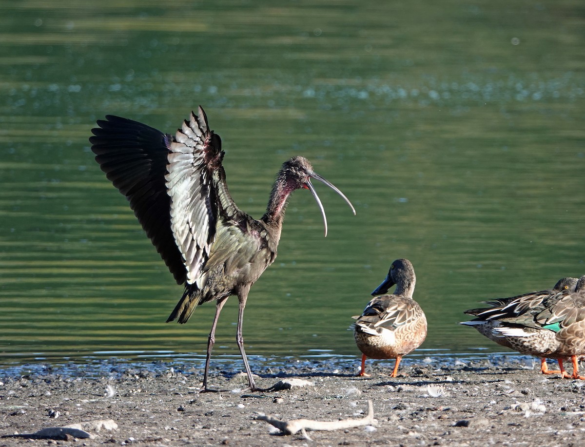 White-faced Ibis - ML117277561