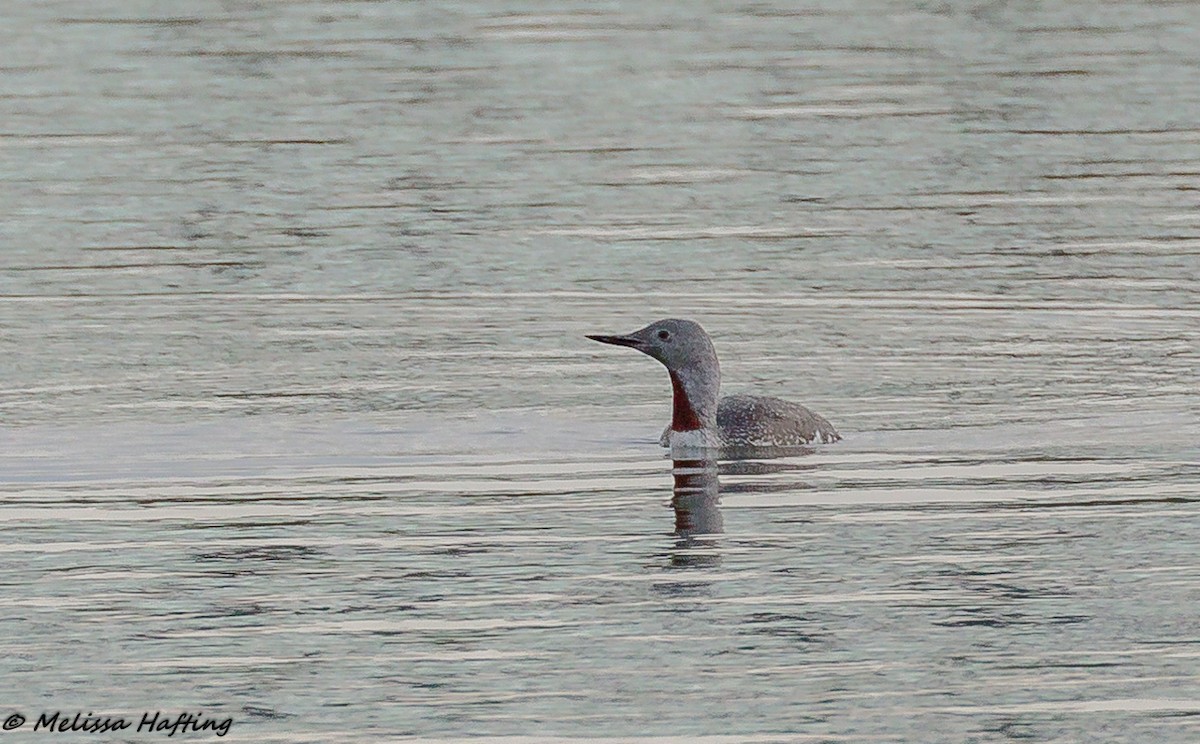 Plongeon catmarin - ML117277681