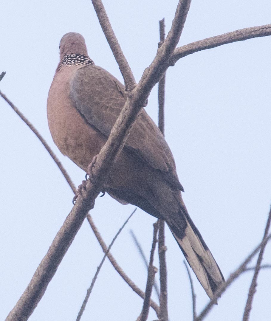 Spotted Dove - ML117278011