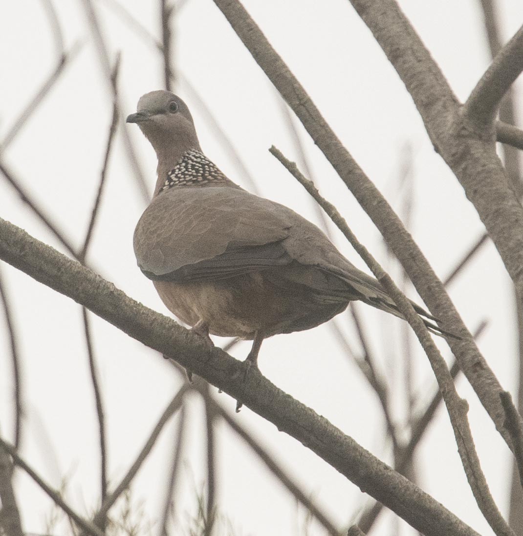 Spotted Dove - ML117278021
