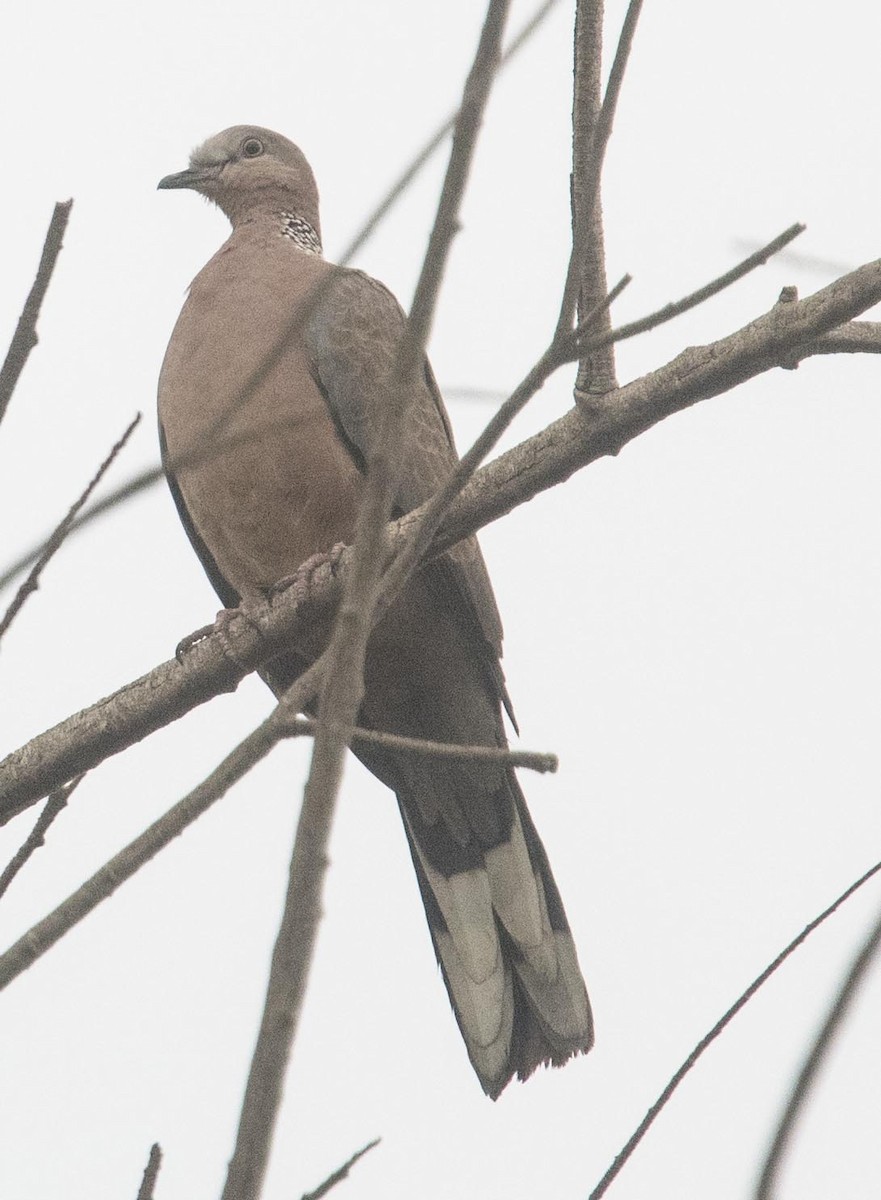 Spotted Dove - ML117278031
