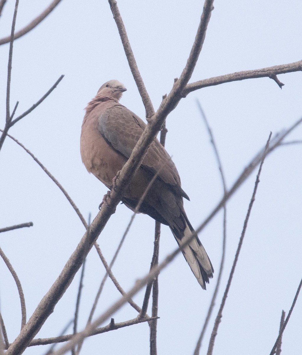 Spotted Dove - ML117278041