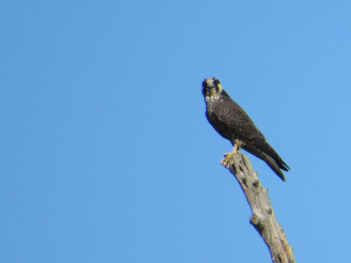 Peregrine Falcon - ML117279351