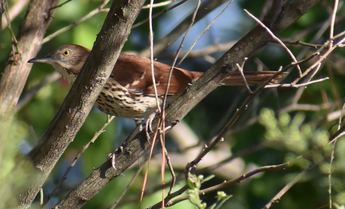 Brown Thrasher - ML117281861