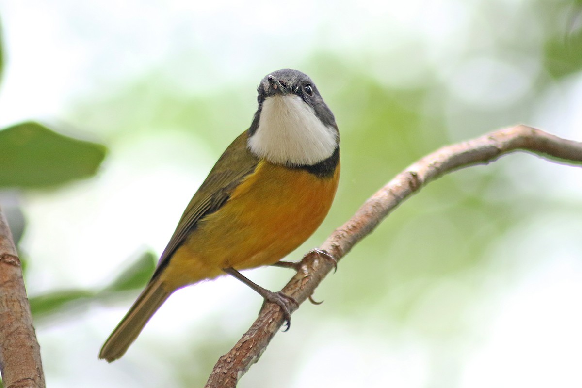 New Caledonian Whistler - Charley Hesse TROPICAL BIRDING