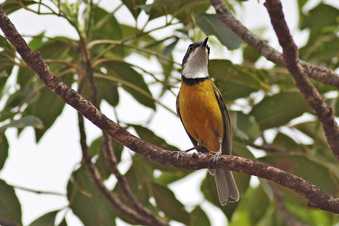 New Caledonian Whistler - ML117282161