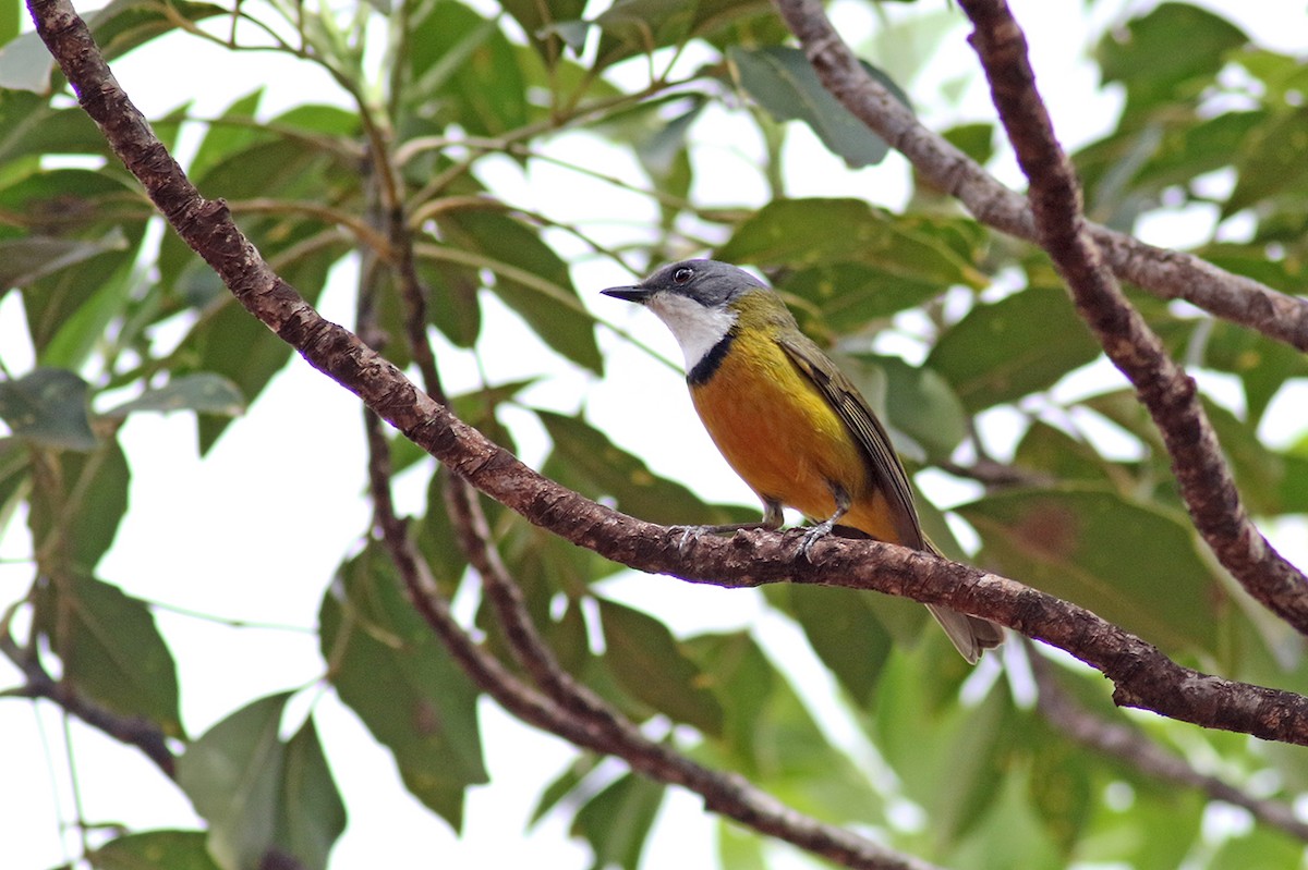 New Caledonian Whistler - ML117282171