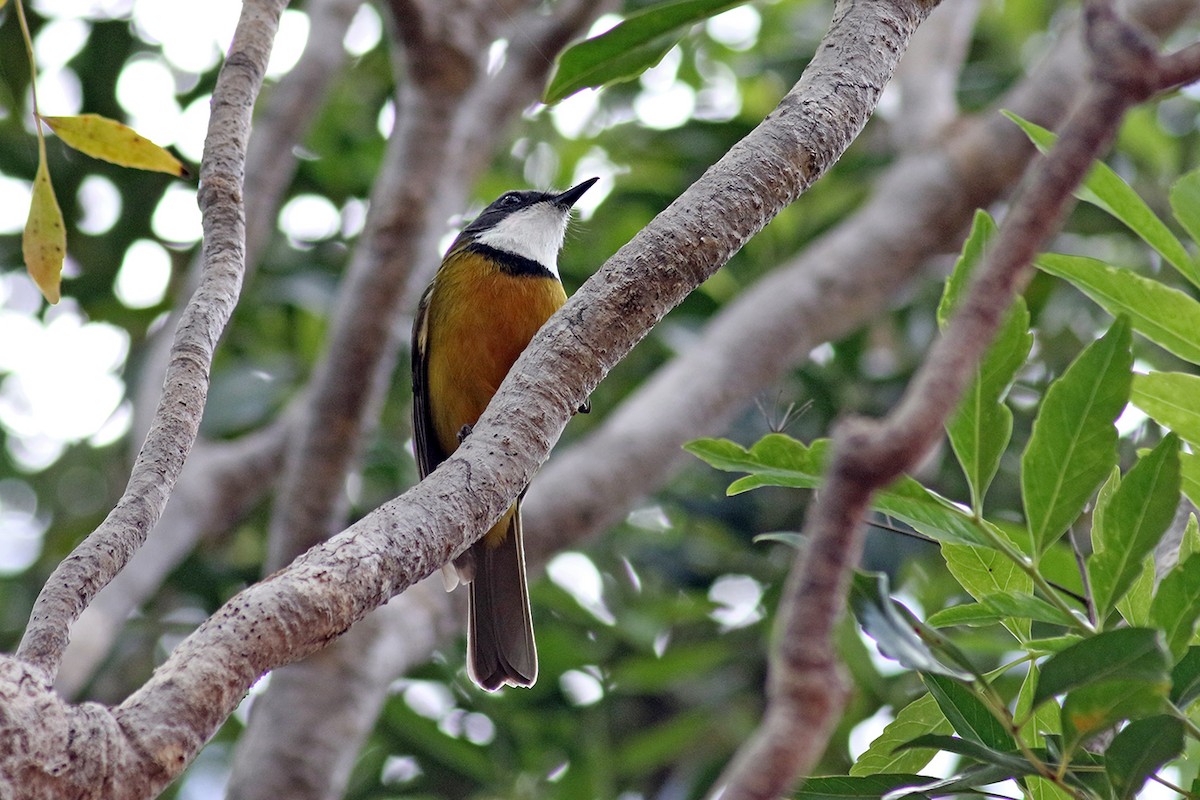 New Caledonian Whistler - Charley Hesse TROPICAL BIRDING