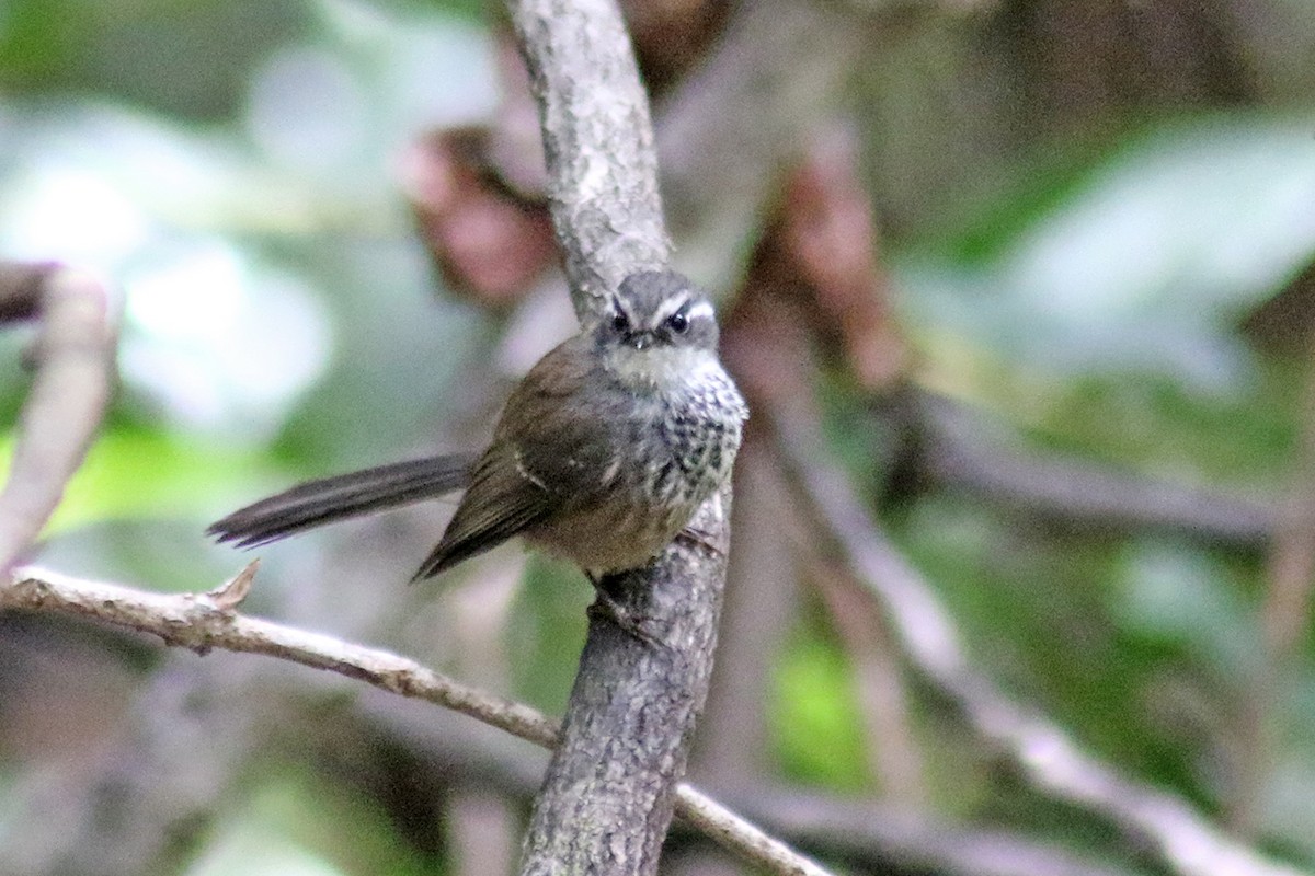 New Caledonian Streaked Fantail - ML117282221