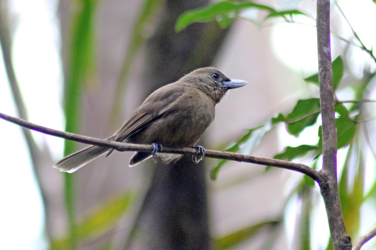 Southern Shrikebill - Charley Hesse TROPICAL BIRDING