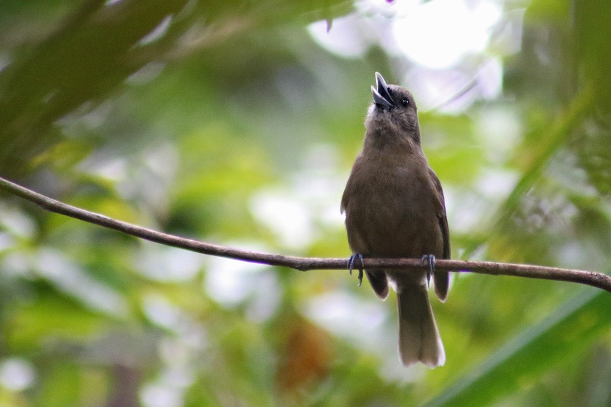 Southern Shrikebill - ML117282261